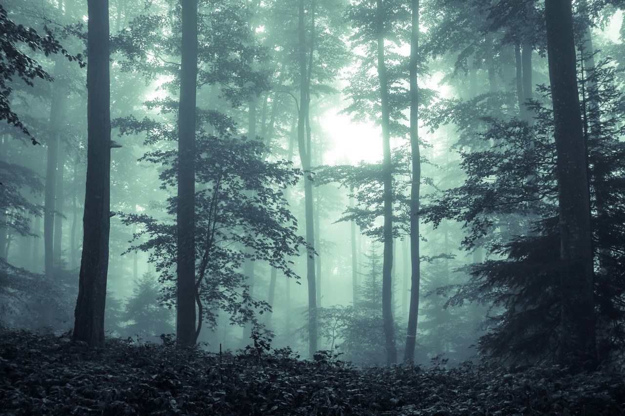 L’Esprit de la Forêt